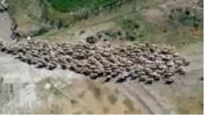 Köyümde Yaşamak İçin Bir 'Sürü' Nedenim Var Projesi - SİVAS Köyümde Yaşamak İçin Bir 'Sürü' Nedenim Var Projesi - SİVAS