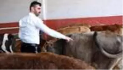 'Kurban alırken parlak tüylü hayvan tercih edin' 'Kurban alırken parlak tüylü hayvan tercih edin'