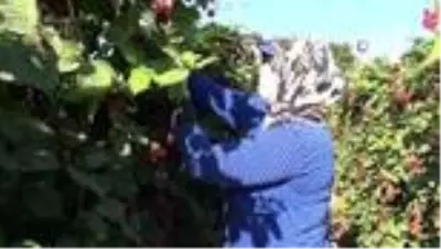 (MERSİN - ÖZEL Mersin’de böğürtlen hasadı başladı