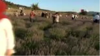 Son dakika haberi: Sındırgı’da lavanta hasadı yapıldı