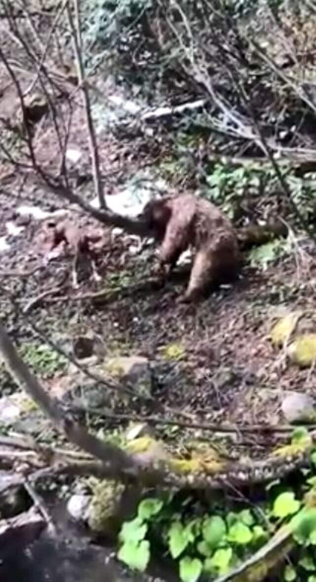 Yavru ayıyı vuran ve köpeklerine işkence yaptıran avcı yakalandı