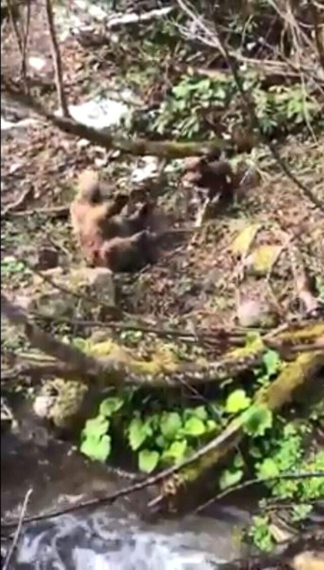 Yavru ayıyı vuran ve köpeklerine işkence yaptıran avcı yakalandı