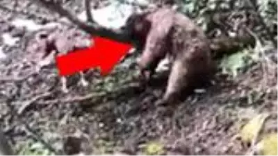 Yavru ayıyı vuran ve köpeklerine işkence yaptıran avcı yakalandı