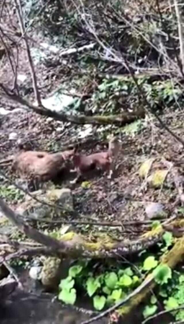 Yavru ayıyı vuran ve köpeklerine işkence yaptıran avcı yakalandı