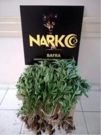 23 kök Hint keneviri ile yakalanan şahıs serbest kaldı 23 kök Hint keneviri ile yakalanan şahıs serbest kaldı
