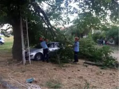 Ağacın kırılan dalı aracın üstüne düştü Ağacın kırılan dalı aracın üstüne düştü