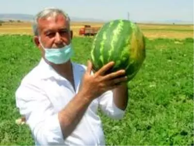 Araban Karpuz'unun hasadına başlandı Araban Karpuz'unun hasadına başlandı