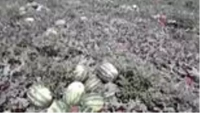 Araban Karpuz'unun hasadına başlandı Araban Karpuz'unun hasadına başlandı