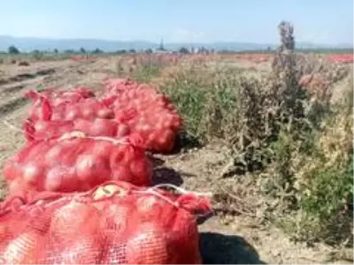 Binlerce dönüm soğan bedava dağıtıldı Binlerce dönüm soğan bedava dağıtıldı
