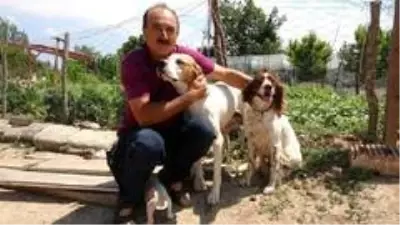 Çanakkale'de köpeklere eziyet iddiası asılsız çıktı