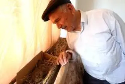 Evinin misafir odasını kuşlara bıraktı
