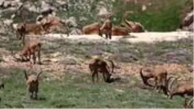 Kamuoyunun tepkisini çeken dağ keçilerinin avlanma ihalesi iptal edildi Kamuoyunun tepkisini çeken dağ keçilerinin avlanma ihalesi iptal edildi