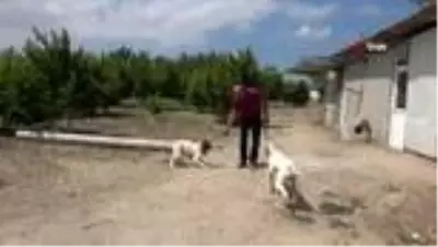 Köpekleri traktöre bağlayan adam yaşananları anlattı Köpekleri traktöre bağlayan adam yaşananları anlattı
