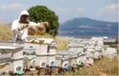 Karaciğer yağlanmasına iyi gelen lavanta balı bu yıl 50 lira zamlandı Karaciğer yağlanmasına iyi gelen lavanta balı bu yıl 50 lira zamlandı