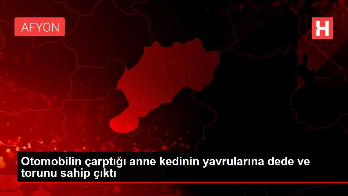 Otomobilin çarptığı anne kedinin yavrularına dede ve torunu sahip çıktı Otomobilin çarptığı anne kedinin yavrularına dede ve torunu sahip çıktı