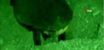 Çıralı: Son dakika haber... Pandemi döneminde boşalan sahiller Caretta Caretta'lara kaldı Çıralı: Son dakika haber... Pandemi döneminde boşalan sahiller Caretta Caretta'lara kaldı