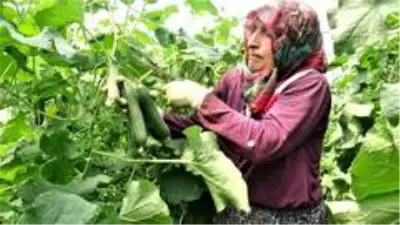 Salatalık fiyatları tarlada düşüşe geçti