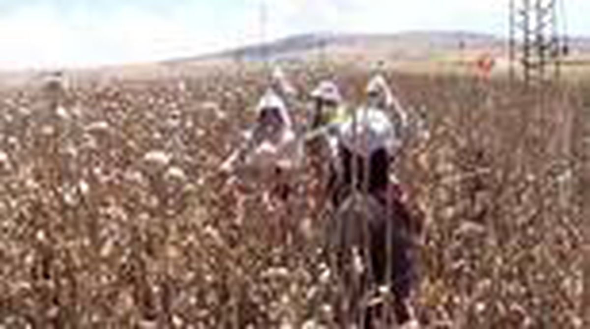 Sandıklı'da haşhaş hasadı başladı