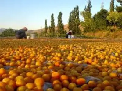 Sarı'nın kahve rengine yolculuğu Sarı'nın kahve rengine yolculuğu