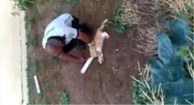 Su borusuna kafası sıkışan kedinin imdadına itfaiye yetişti Su borusuna kafası sıkışan kedinin imdadına itfaiye yetişti