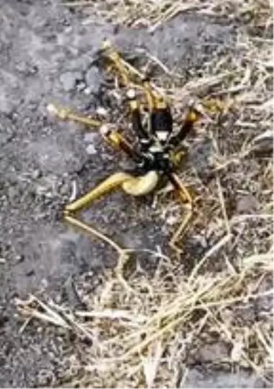 Tunceli'de, etçil 'Çağaboğan' çekirgesi görüldü Tunceli'de, etçil 'Çağaboğan' çekirgesi görüldü