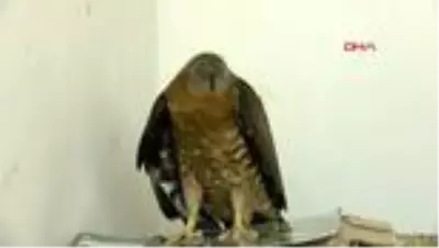 Tunceli'de, kanadı kırık arı şahini tedaviye alındı Tunceli'de, kanadı kırık arı şahini tedaviye alındı