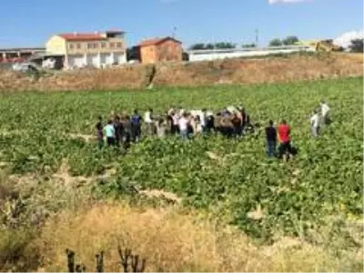 Yoldan çıkan otomobil kabak tarlasına uçtu: 6 yaralı Yoldan çıkan otomobil kabak tarlasına uçtu: 6 yaralı