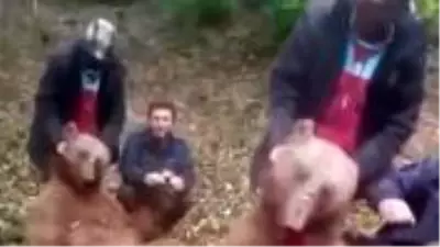 Avcıların öldürdüğü ayıya işkence ettiği görüntüler büyük tepki topladı