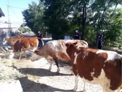 Elazığ'da kayıp hayvanları jandarma drone ile buldu