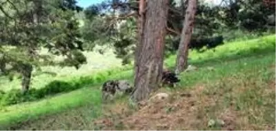 Erzurum'da 2 terörist sağ olarak yakalandı Erzurum'da 2 terörist sağ olarak yakalandı