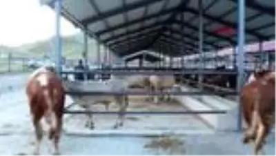 ERZURUM Hayvan pazarında ’değnek’li pazarlık