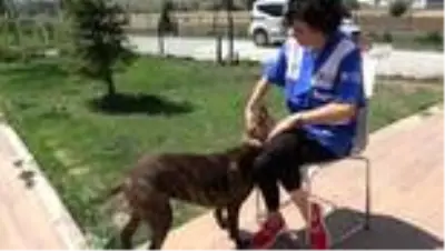Havai fişek gösterilerinin Sivas'ta yasaklanması istendi Havai fişek gösterilerinin Sivas'ta yasaklanması istendi