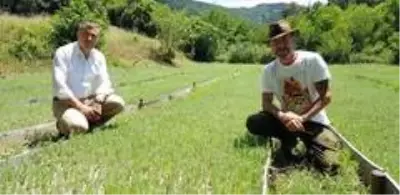 Kazdağları’nda lavanta yetiştiriliyor