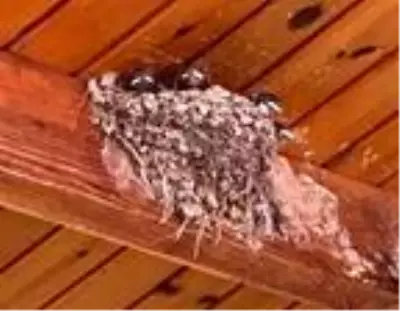 Patara Antik Kenti Kazı Evi'nin sevimli konukları Patara Antik Kenti Kazı Evi'nin sevimli konukları