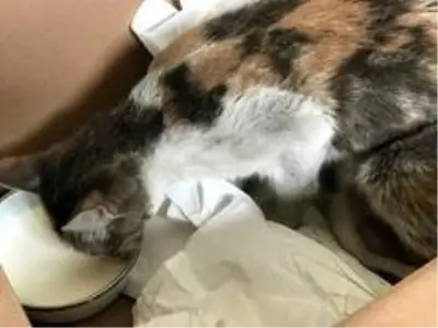 Son dakika haberi: Şantiyede doğum yapan kedi ve yavrularına işçiler sahip çıktı Son dakika haberi: Şantiyede doğum yapan kedi ve yavrularına işçiler sahip çıktı