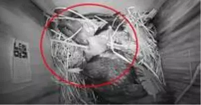 Sığırcık kuşu yavrularını korumak için yılanla böyle mücadele etti Sığırcık kuşu yavrularını korumak için yılanla böyle mücadele etti