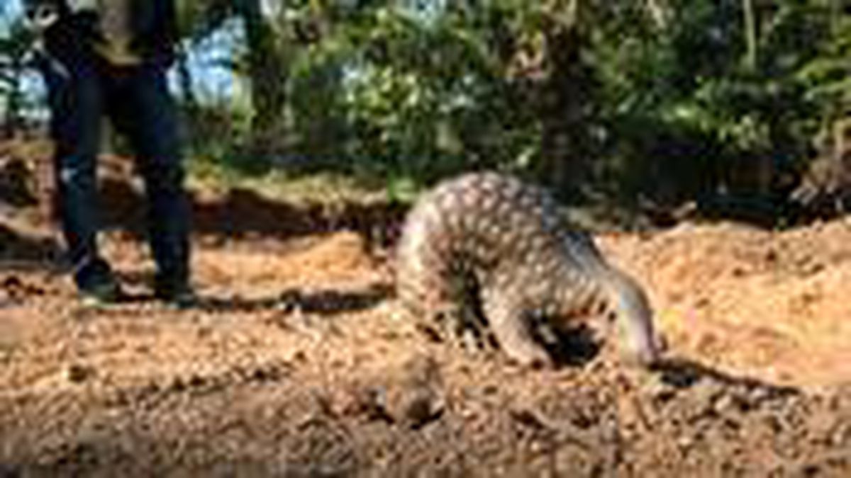 Yeni küresel salgın için alarm! Myanmar, kaplan ve pangolin gibi çok sayıda türü ticari amaçlı yetiştirecek