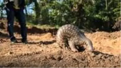 Yeni küresel salgın için alarm! Myanmar, kaplan ve pangolin gibi çok sayıda türü ticari amaçlı yetiştirecek Yeni küresel salgın için alarm! Myanmar, kaplan ve pangolin gibi çok sayıda türü ticari amaçlı yetiştirecek