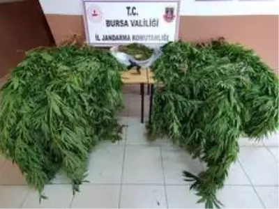 20 yıl hapis cezası bulunan şüpheli ormanlık alanda esrar tarlasında yakalandı