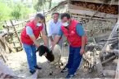 Adağı koyunu dağıtamayınca, bağışladı