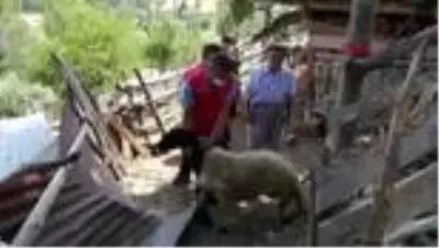 ADANA Adağı koyunu dağıtamayınca, bağışladı