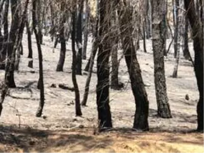 Başkan Akgün Gelibolu'da yangın bölgesinde incelemelerde bulundu Başkan Akgün Gelibolu'da yangın bölgesinde incelemelerde bulundu