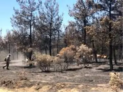 Başkan Akgün Gelibolu'da yangın bölgesinde incelemelerde bulundu Başkan Akgün Gelibolu'da yangın bölgesinde incelemelerde bulundu