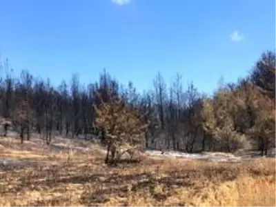 Başkan Akgün Gelibolu'da yangın bölgesinde incelemelerde bulundu Başkan Akgün Gelibolu'da yangın bölgesinde incelemelerde bulundu