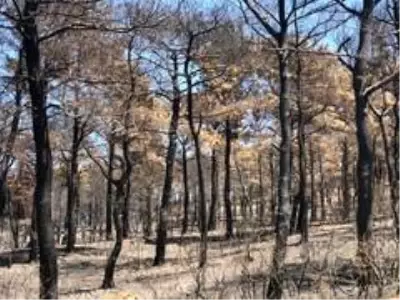 Başkan Akgün Gelibolu'da yangın bölgesinde incelemelerde bulundu Başkan Akgün Gelibolu'da yangın bölgesinde incelemelerde bulundu