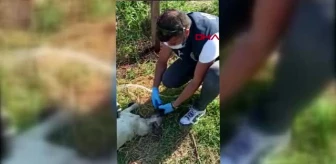 BURSA Polis memuru, baygınlık geçiren köpeğe elleriyle su içirdi