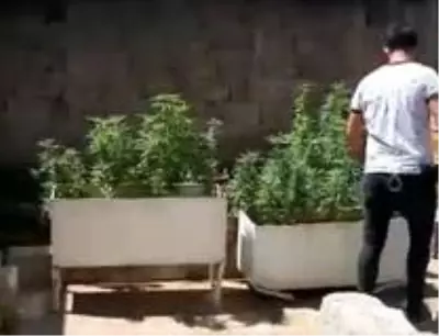 Gaziantep'te 173 kök Hint keneviri ele geçirildi