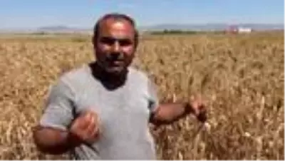 Geçmişini bilmediği bir avuç buğdayı çoğaltmaya çalışıyor Geçmişini bilmediği bir avuç buğdayı çoğaltmaya çalışıyor
