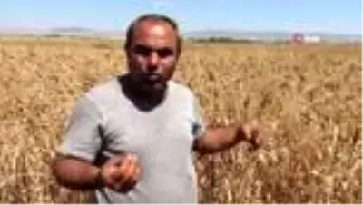 Geçmişini bilmediği bir avuç buğdayı çoğaltmaya çalışıyor Geçmişini bilmediği bir avuç buğdayı çoğaltmaya çalışıyor