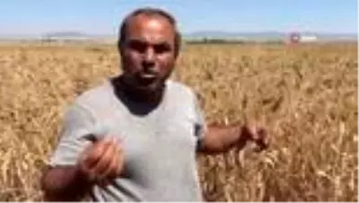 Geçmişini bilmediği bir avuç buğdayı çoğaltmaya çalışıyor Geçmişini bilmediği bir avuç buğdayı çoğaltmaya çalışıyor